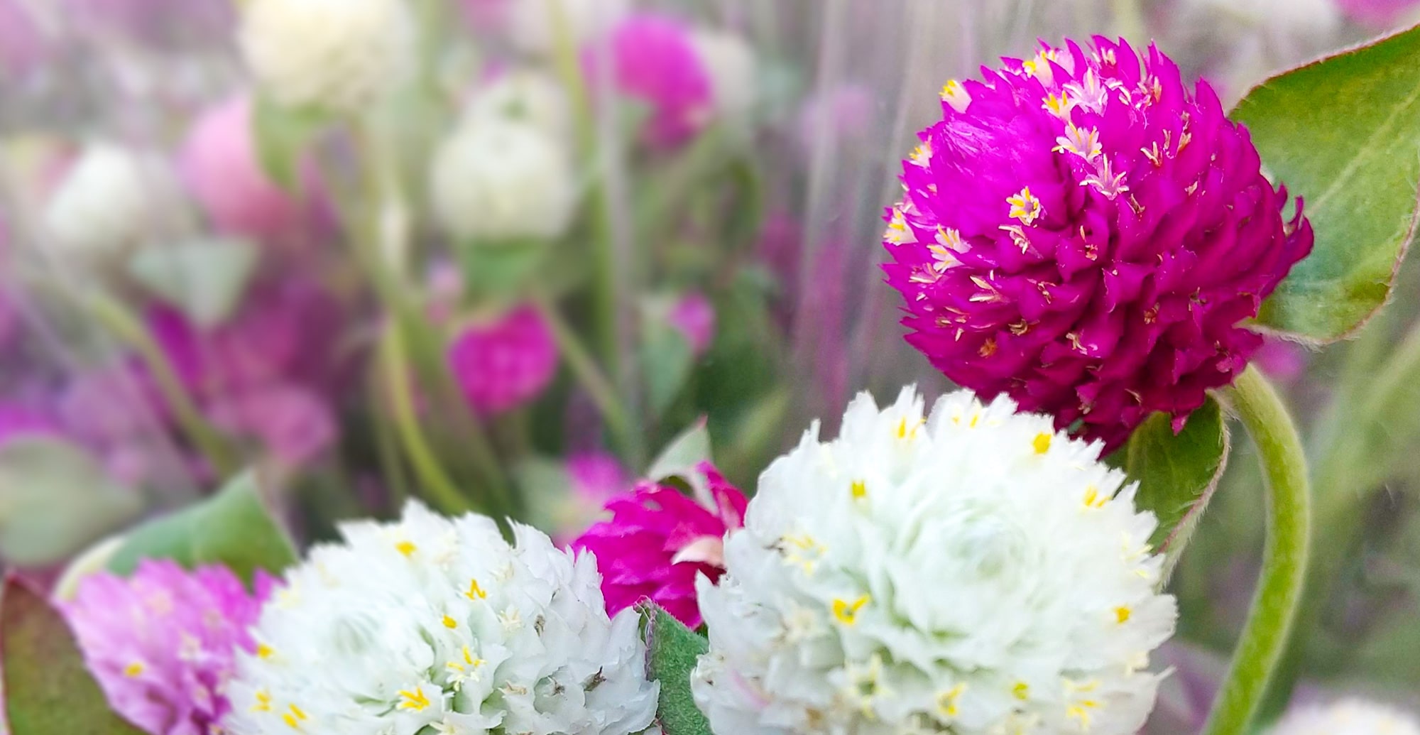 花は人を癒す 花は人を救う キクハラファーム