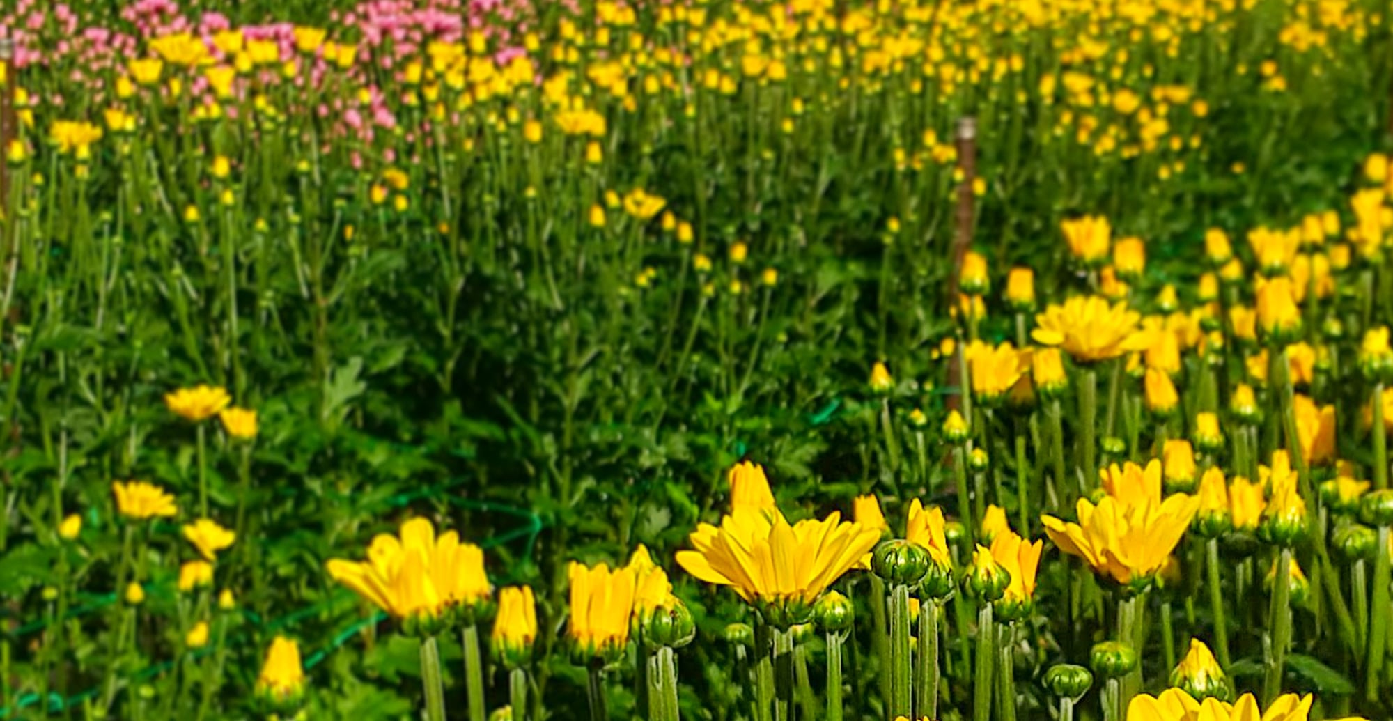 花は人を癒す 花は人を救う キクハラファーム